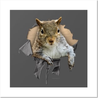 Ripped Shirt Squirrel - funny squirrel lover Posters and Art